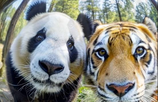 四川曾有老虎，为什么没吃大熊猫？一位65岁的护林员摇摇头说：“80%的人不知道，