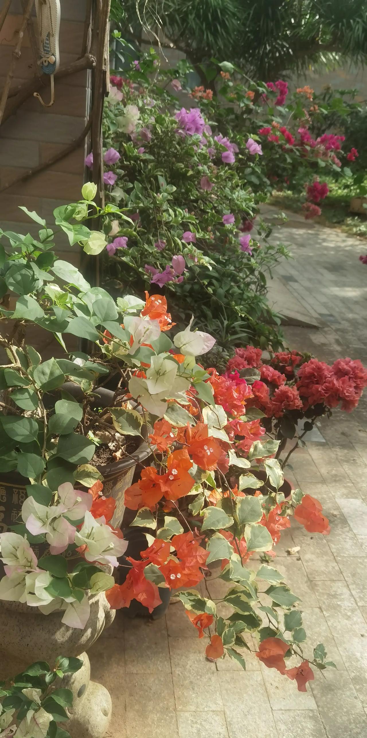 《七绝•寻春》
无须各处遍寻春，
檐下繁花满目新。
每日回家相对语，
总将嫩艳比