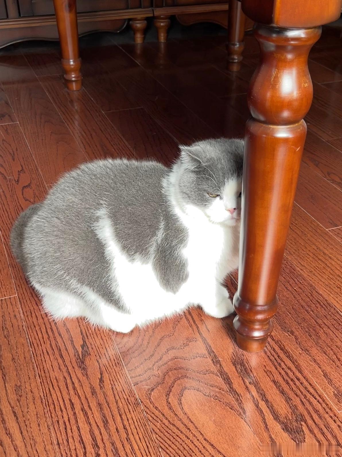 圆圆其实表情很丰富 是家里表情最丰富的猫 
