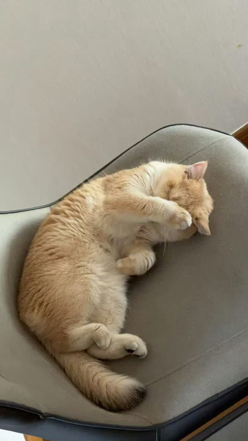 想念一只小肥猫 