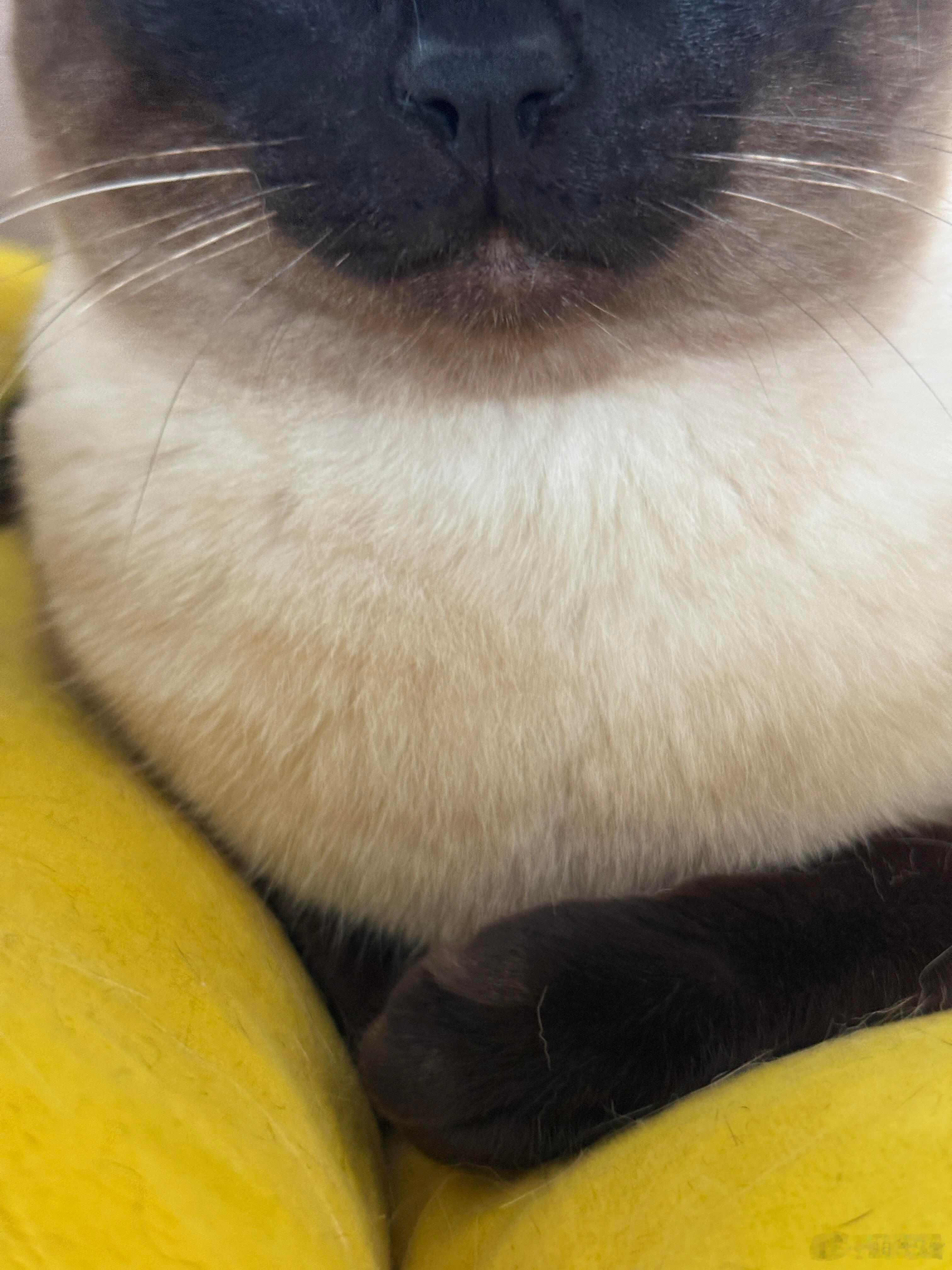 辑胸肉 