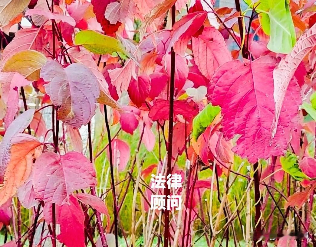 两个都不老实，看谁坑谁[呲牙]