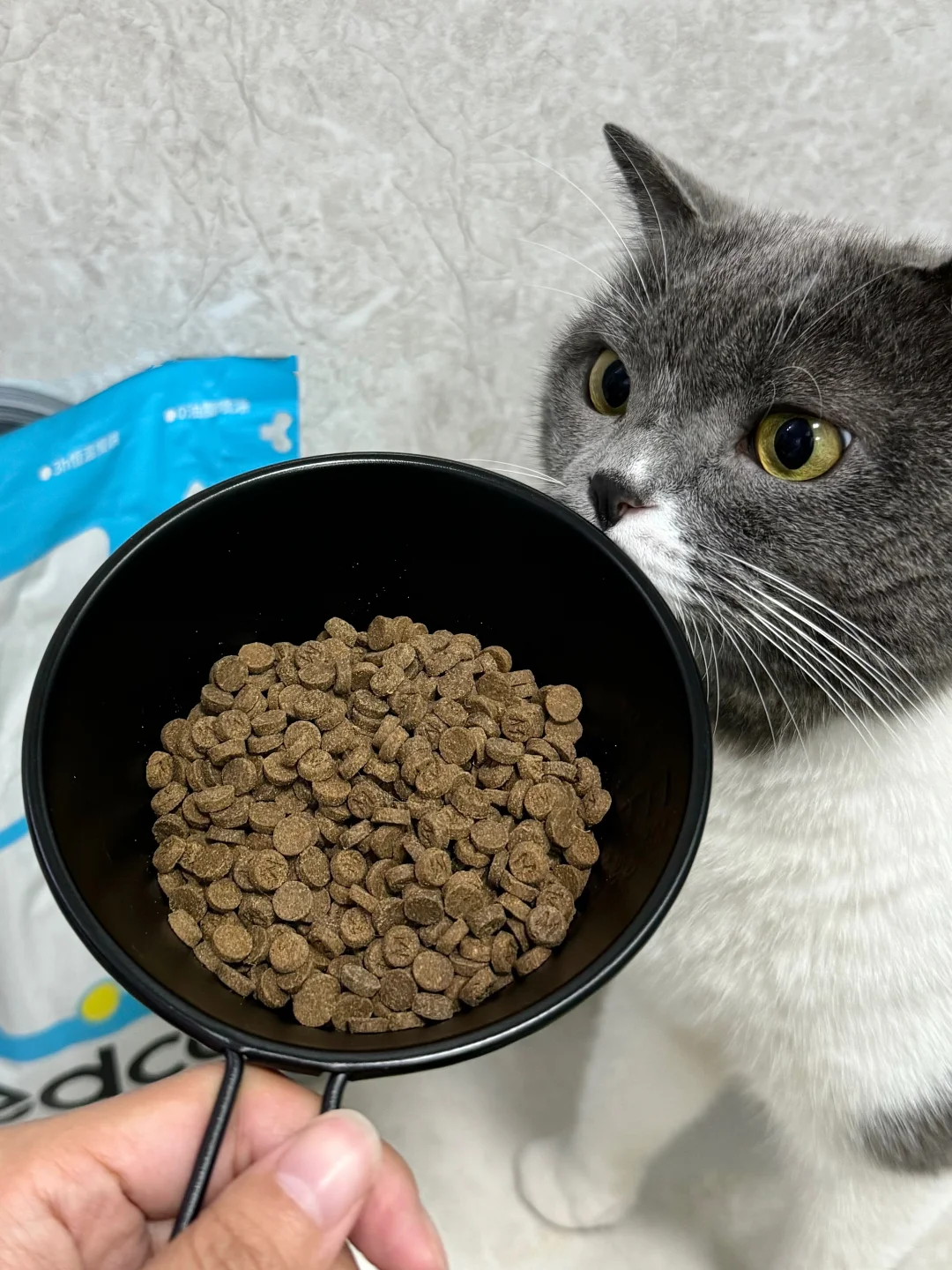 发现了小猪的新口粮🍚