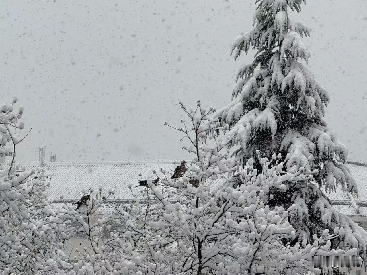 威海总是在大雪之际来一场大雪…我的心思在威海 威海很棒 威海我耒了 您来过威海吗