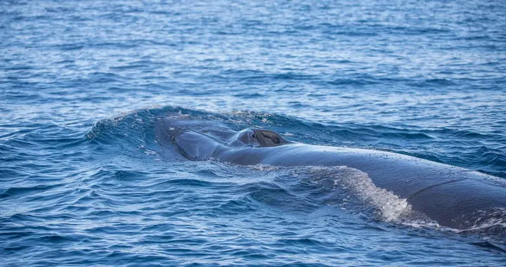古代东西方对鲸鱼的认识有何不同？