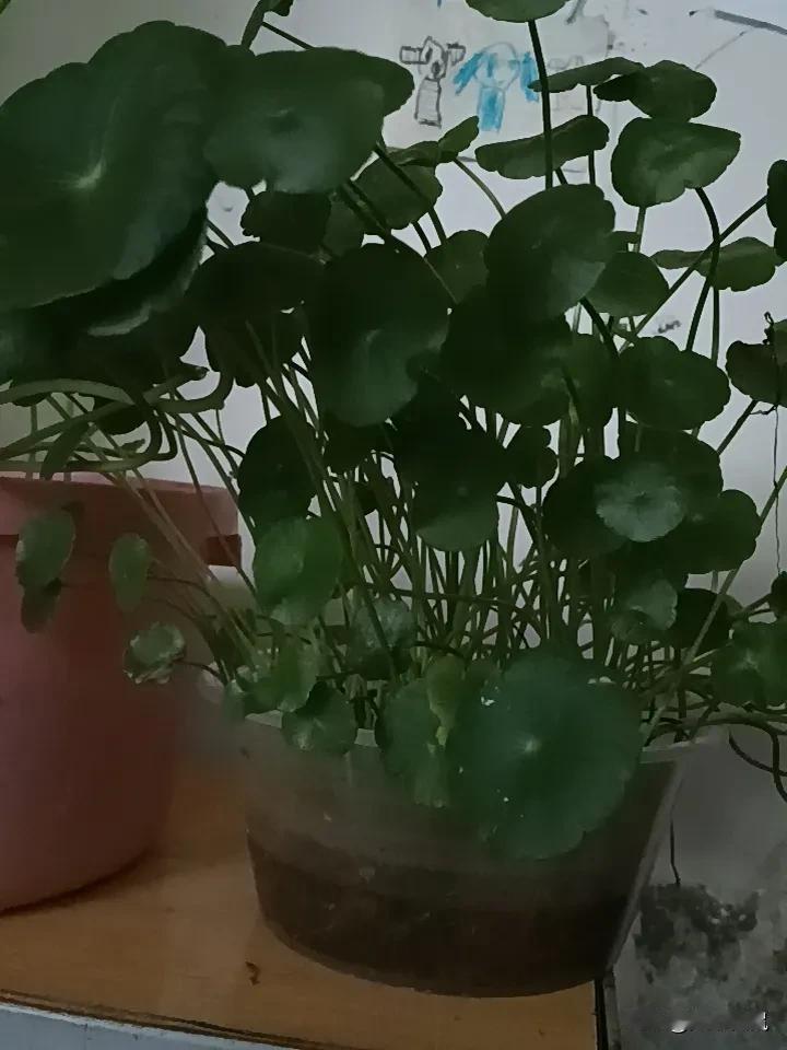 绿植小角落，真的能让自然入画来！我超爱打造室内微景观，给自己弄个自然绿意生活角落