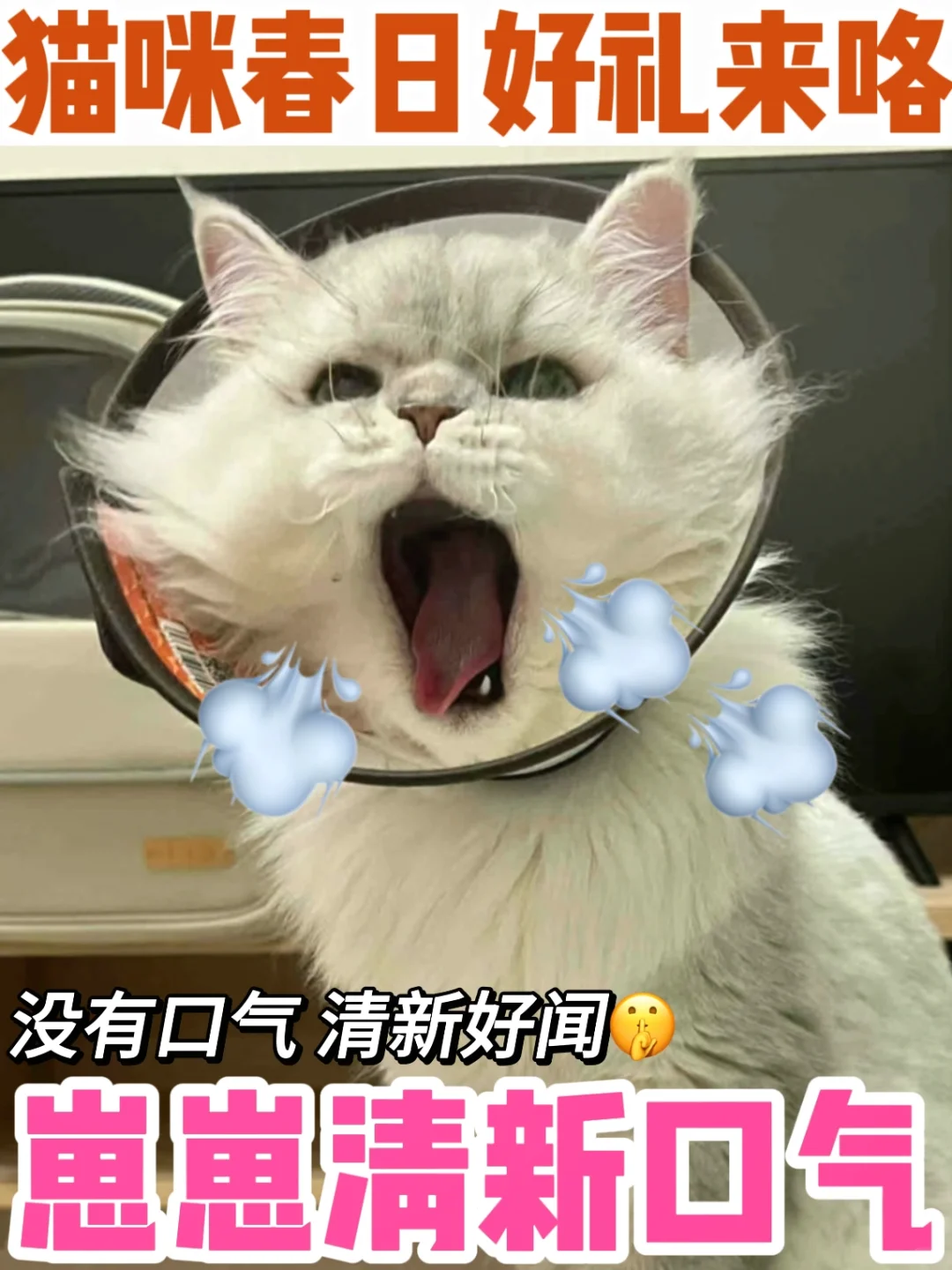 送猫猫一份春日礼！保持猫咪口气清新～