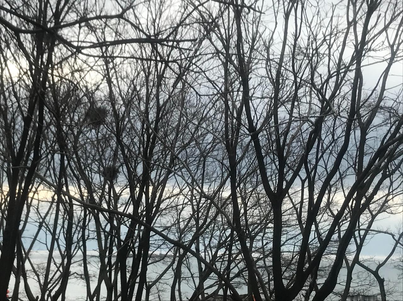 今日青岛，以多云为主，小概率有雨。今日之后的未来几天，一直到周末，都是以晴天为主