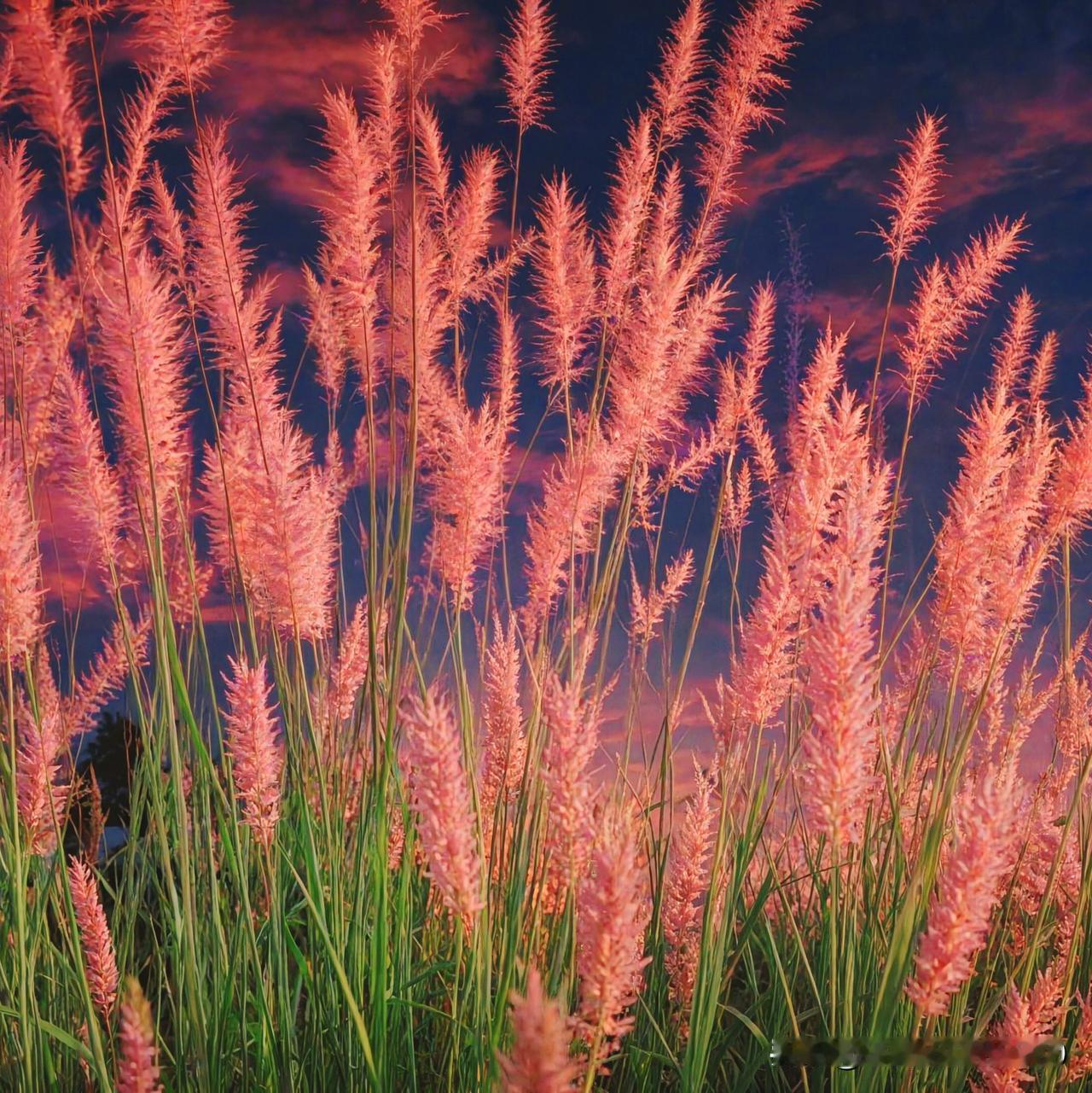 这片花海好美，像在夕阳下跳舞。
上周在呼和浩特大黑河郊野公园撞见的马鞭草花海，完