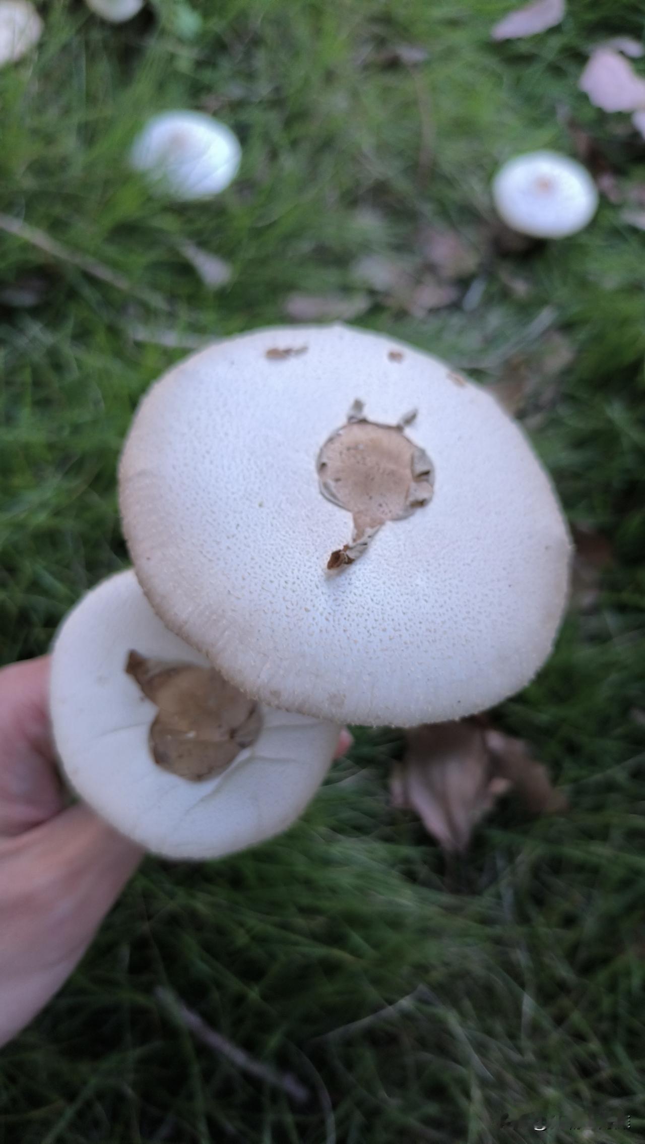 近半个月宁波雨水降了很多，草丛里都长满了蘑菇。
这种能吃吗？闻起来味道很香，有点