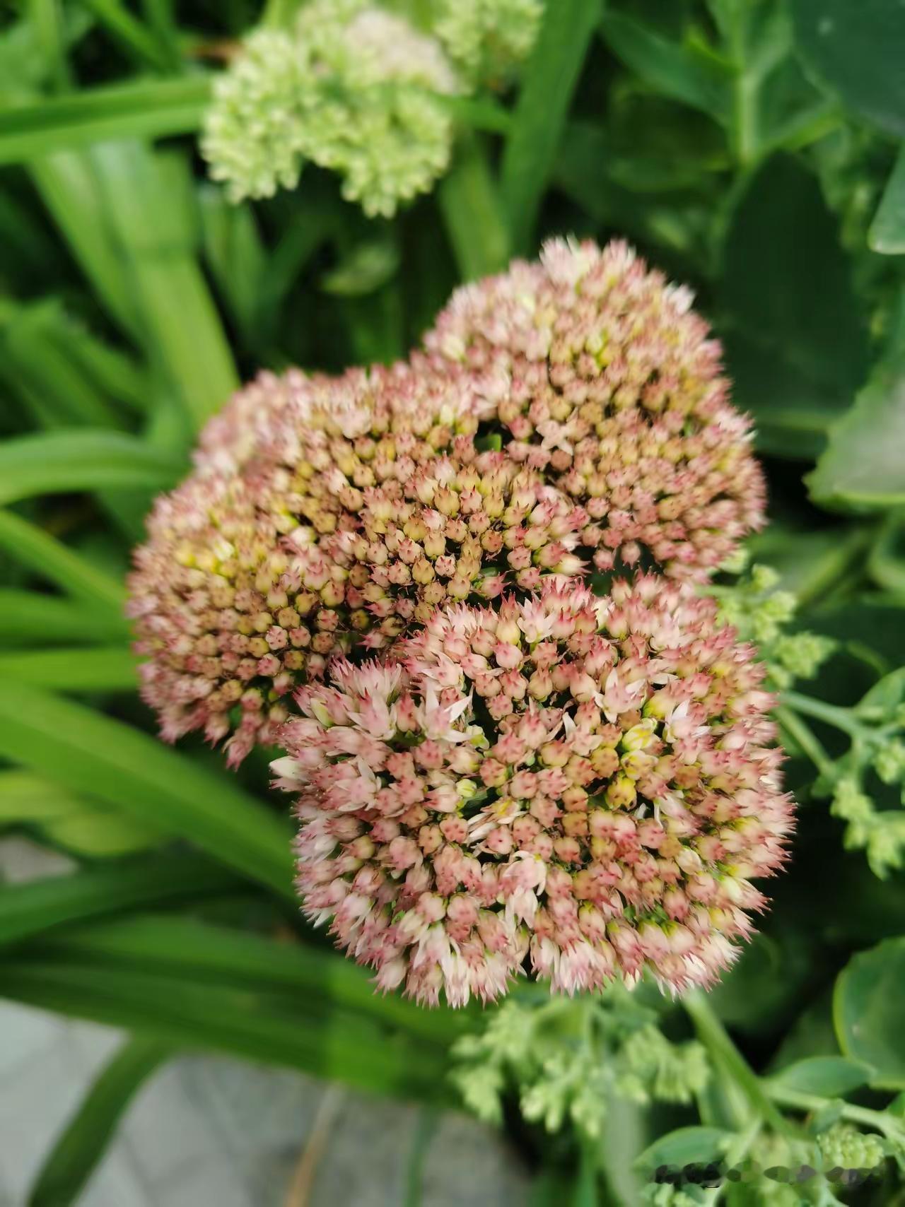咏八宝花——LaMa娟
 
翠叶葱葱衬浅霞，团团锦簇绽芳华。
细蕊攒成柔粉朵，清