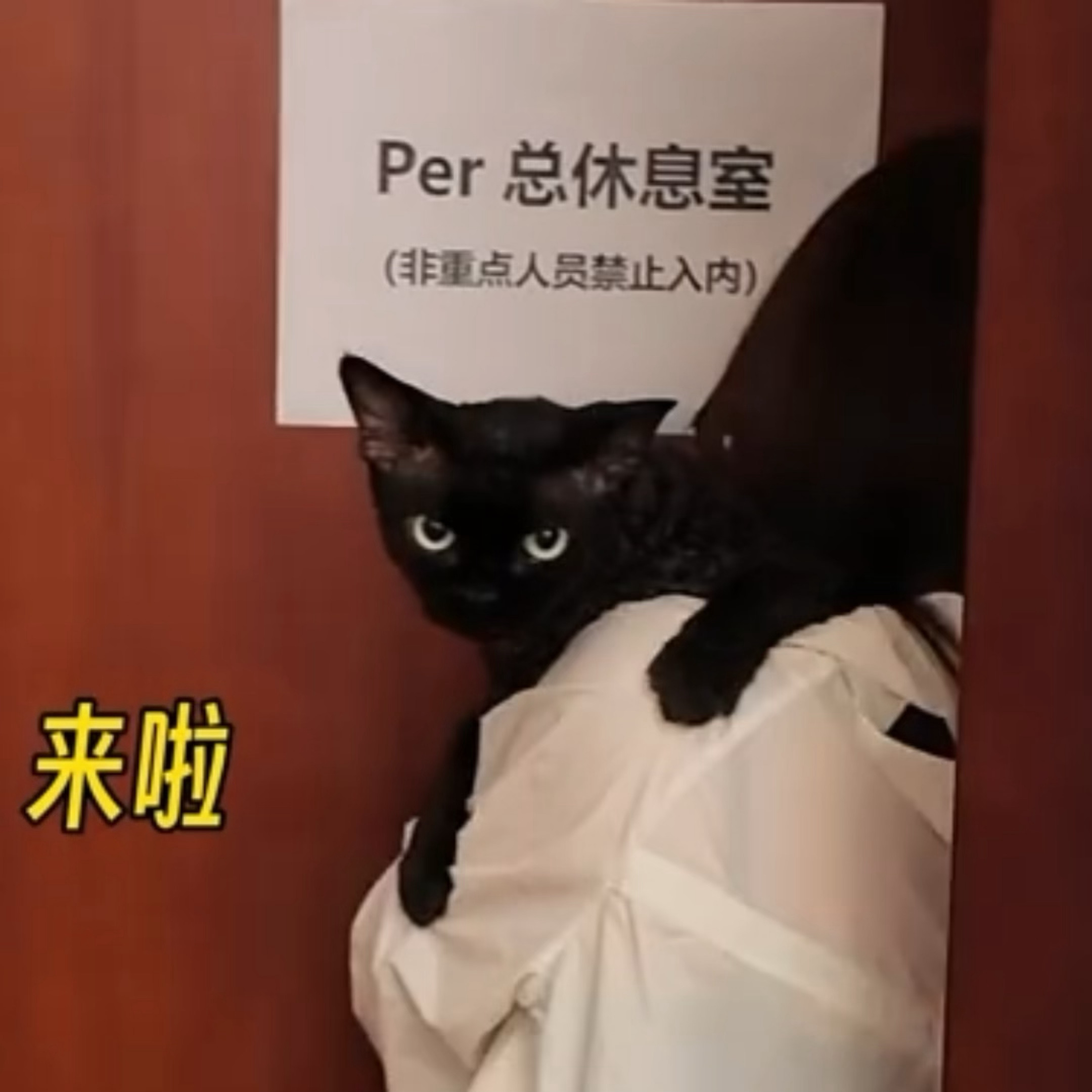 华晨宇重点品牌联合创始人   超绝正太音[桃里桃气] ​​​