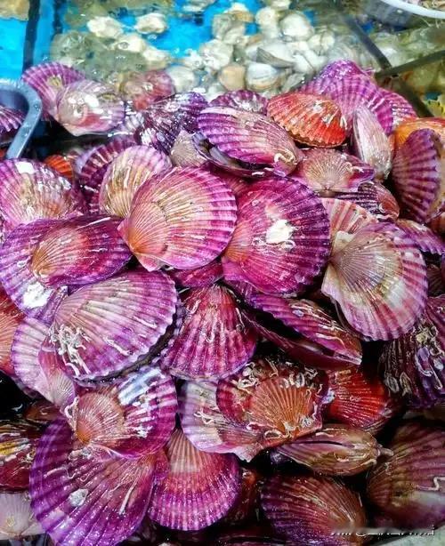 我断然不会购买日本出口至中国的扇贝。日本福岛核污水排海一事闹得满城风雨，谁能知晓