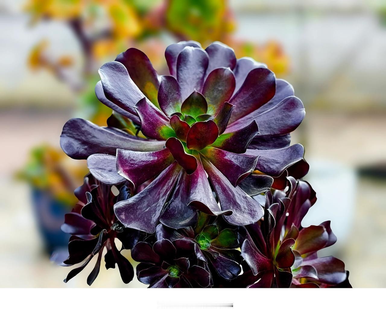iPhone15Pro随手拍｜法师的魅力
朋友种了许多莲花掌，他说这花的学名或许
