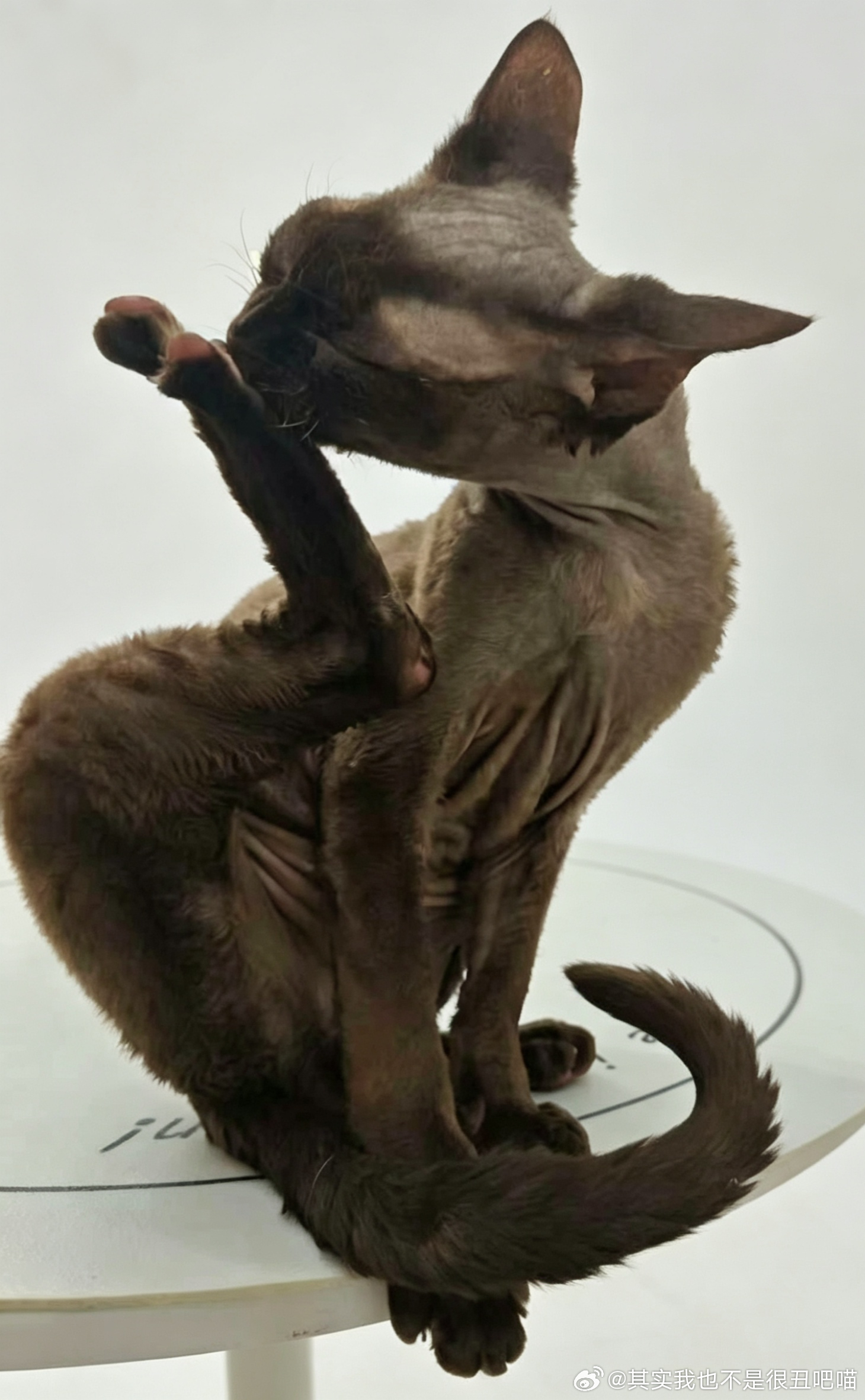 49202【丑猫】沉浸式吃播中…享受… 