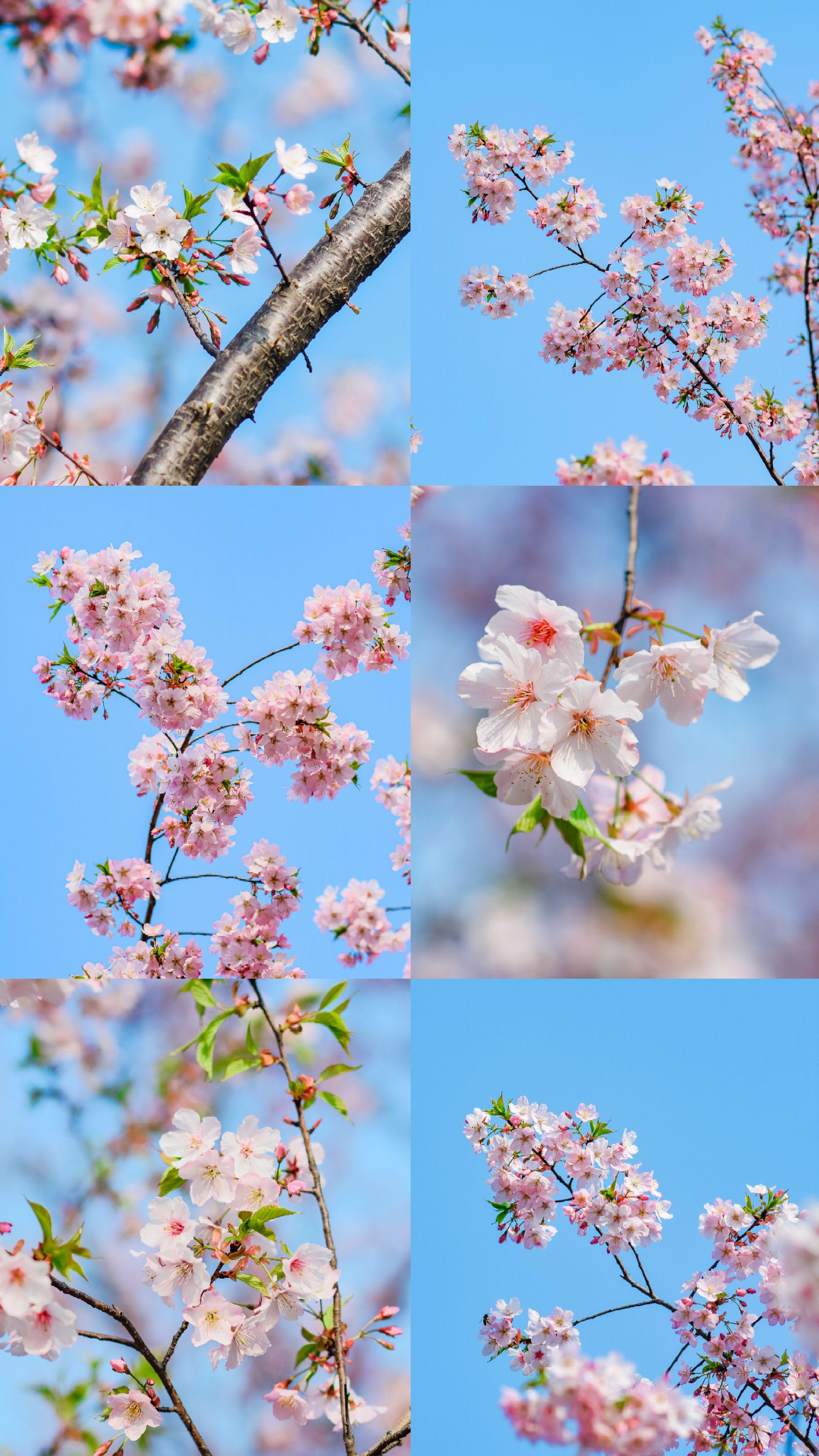 "春有约 花不误"