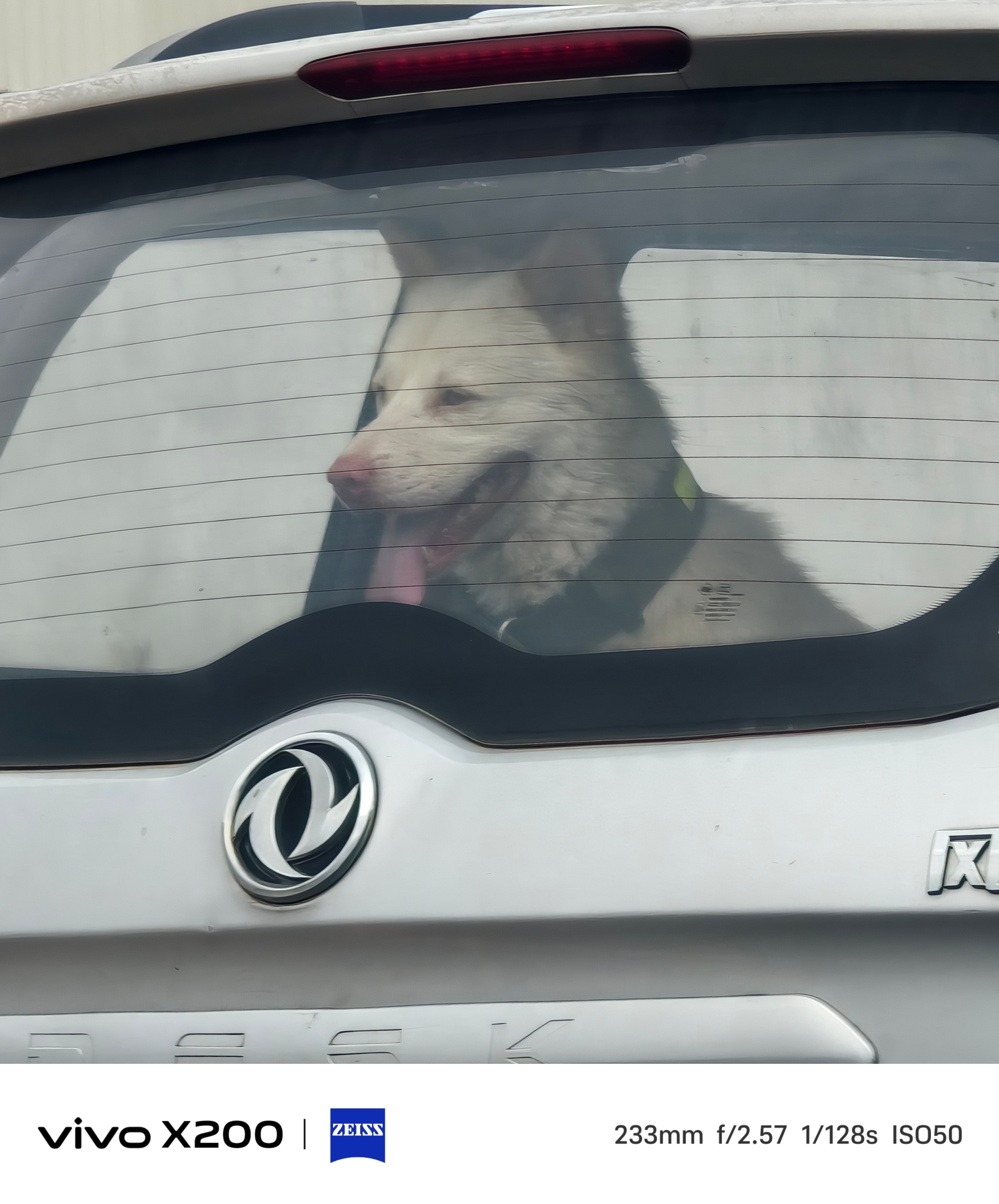 近期的一些🐱🐱🐶🐶 ​​​