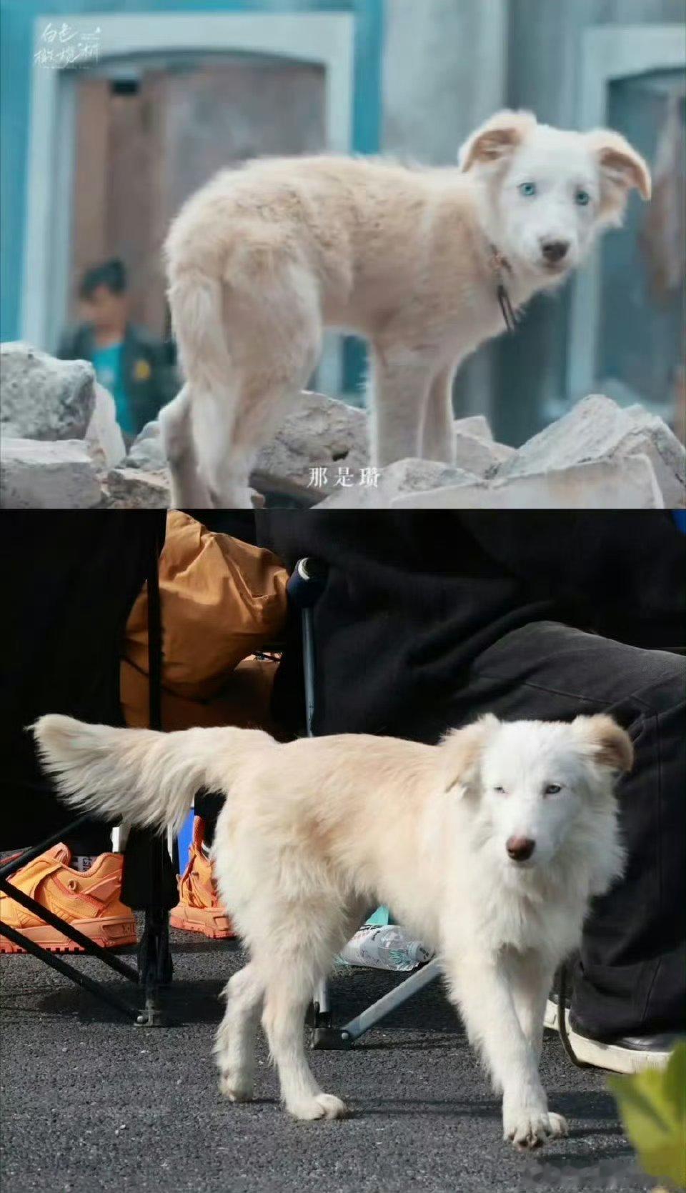 陈哲远把剧组小狗领养了  原来陈哲远养的小狗就是 白色橄榄树  里的zan，拍完