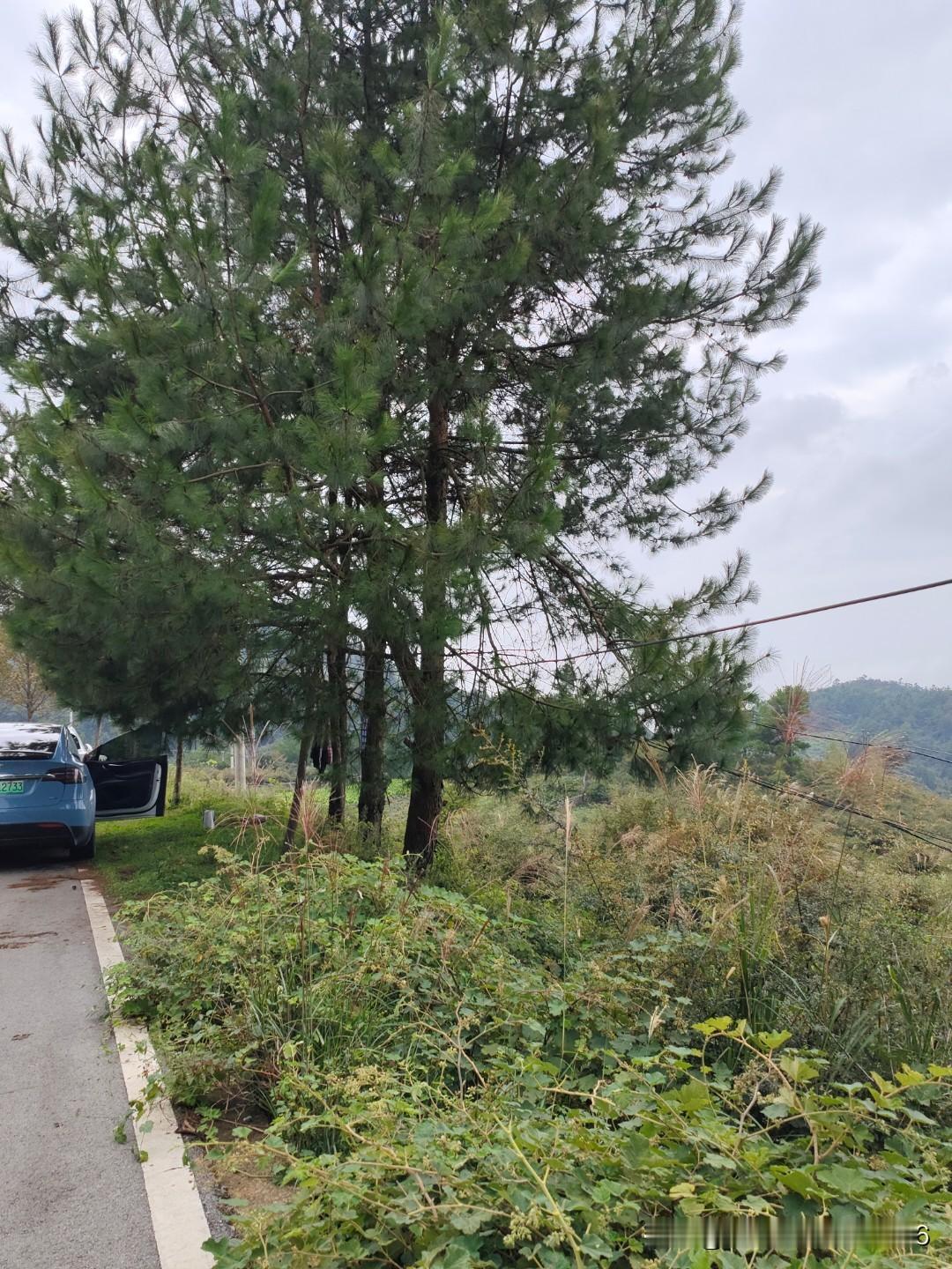 冬日生活打卡季 冬日生活简直太有氛围感了！早上 7 点，裹着毛绒睡衣煮上一壶陈皮