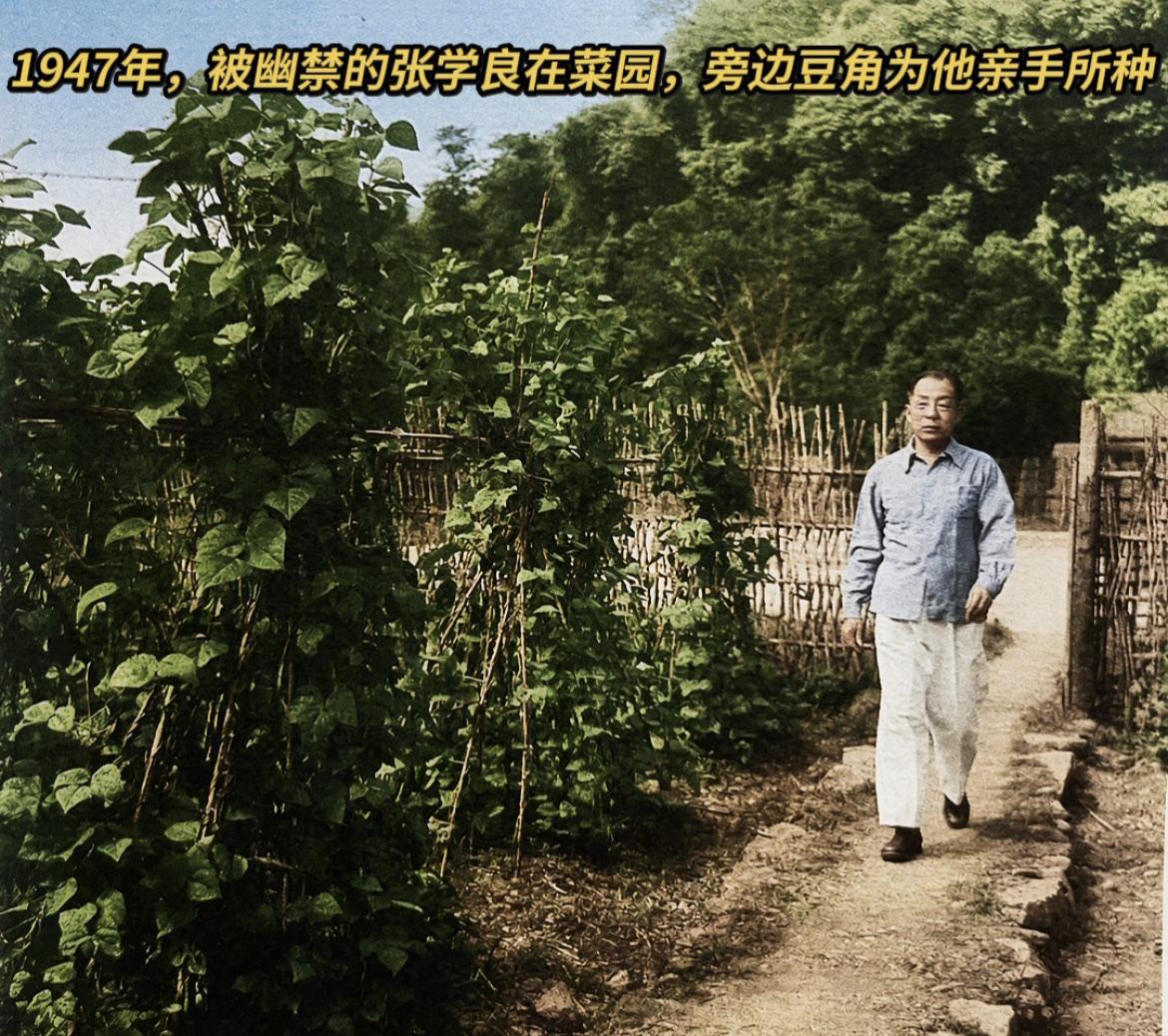1947年，中国台湾井上温泉，赵四小姐（赵一荻）镜头下被幽禁的张学良，缓步走在自