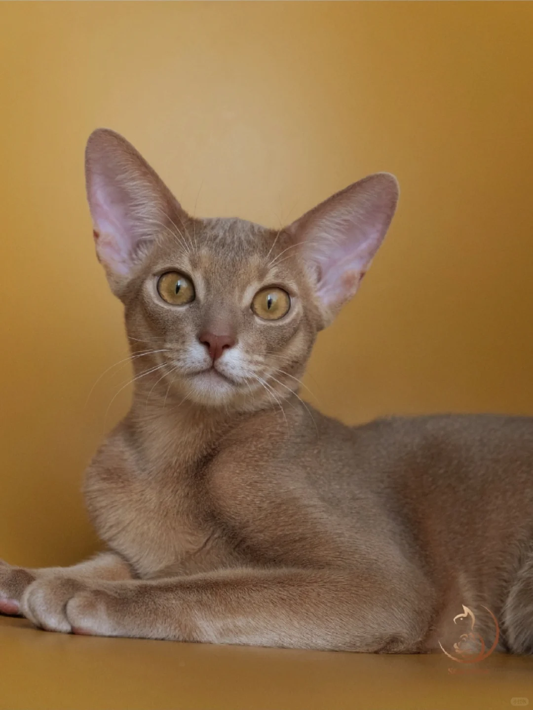 小鹿色阿比弟弟丨我的小太子长大了