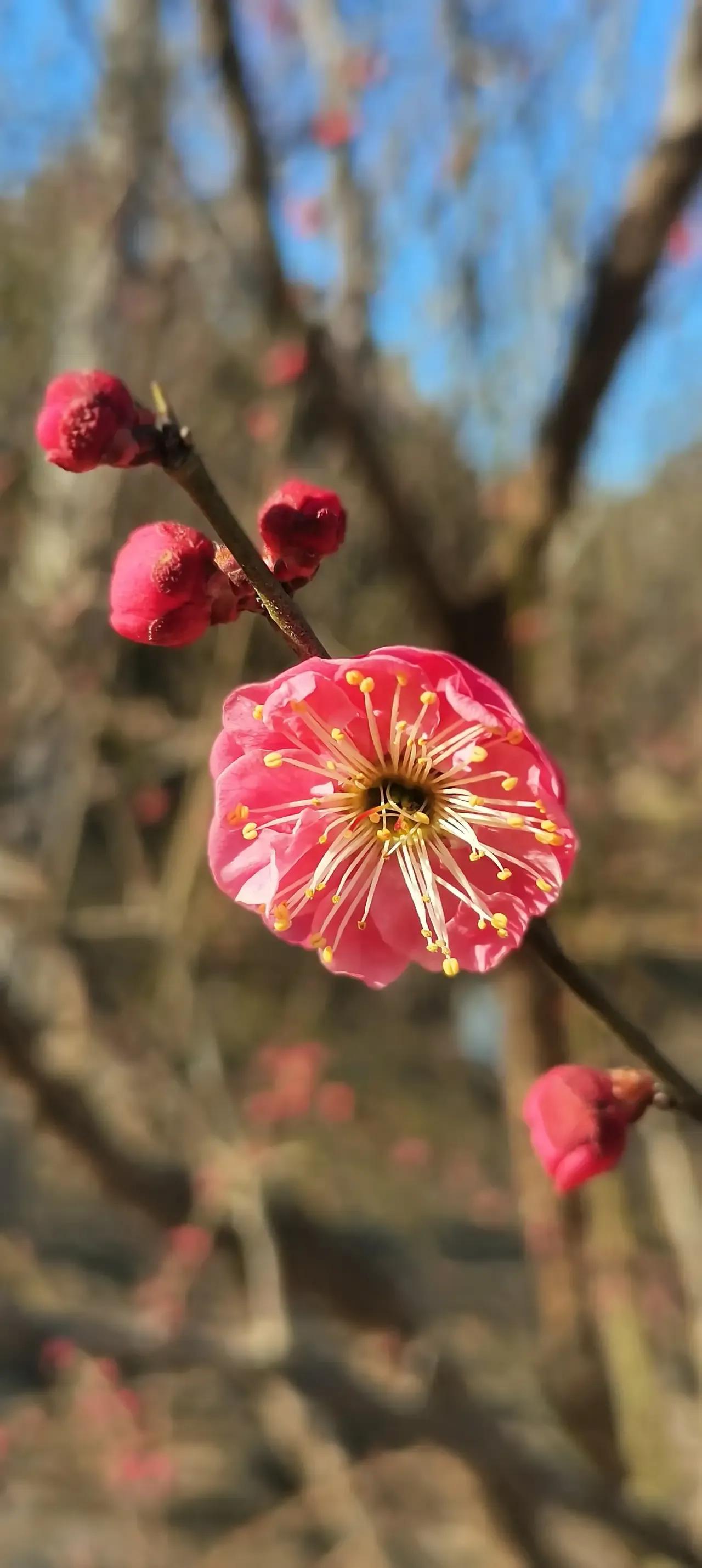 西流湖的梅花绽放了，那场面真的很惊艳。
西流湖公园的“千金梅岭”有72亩，200