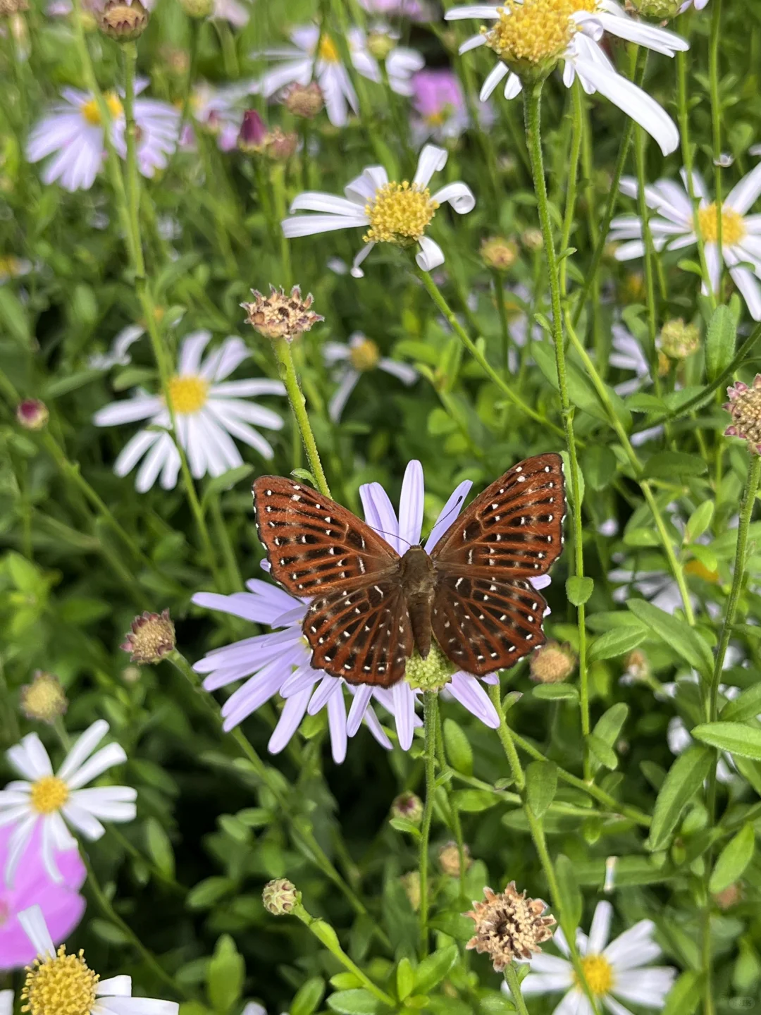 福州随拍｜遍地美丽马兰，吸引蜂蝶飞舞