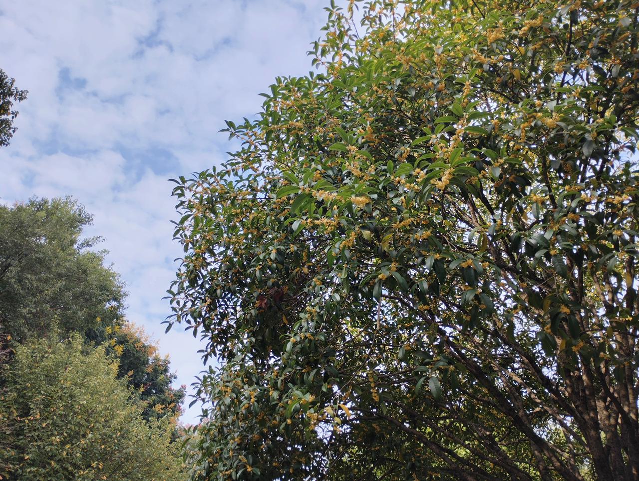 清晨的桂花清香怡人。
