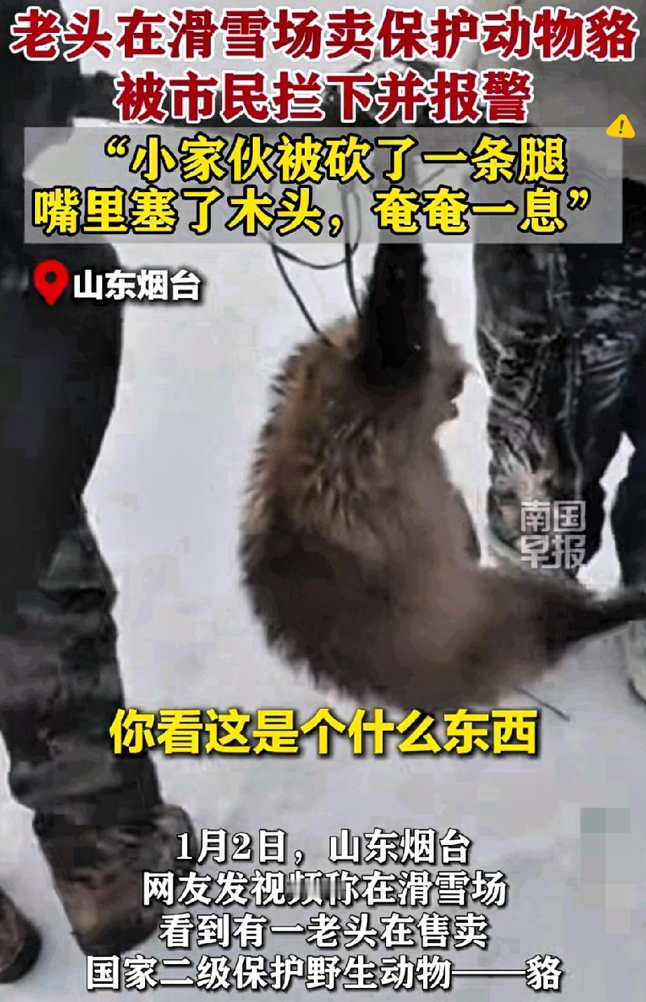 滑雪场惊现受伤貉被售卖，人性的善与恶竟如此鲜明！
 被山东烟台这事儿气到又感动到