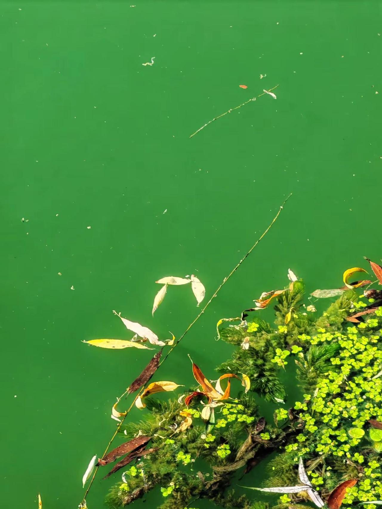 翠水浮光，残叶随波舒浅意；青萍叠影，细蒲倚岸纳清风。