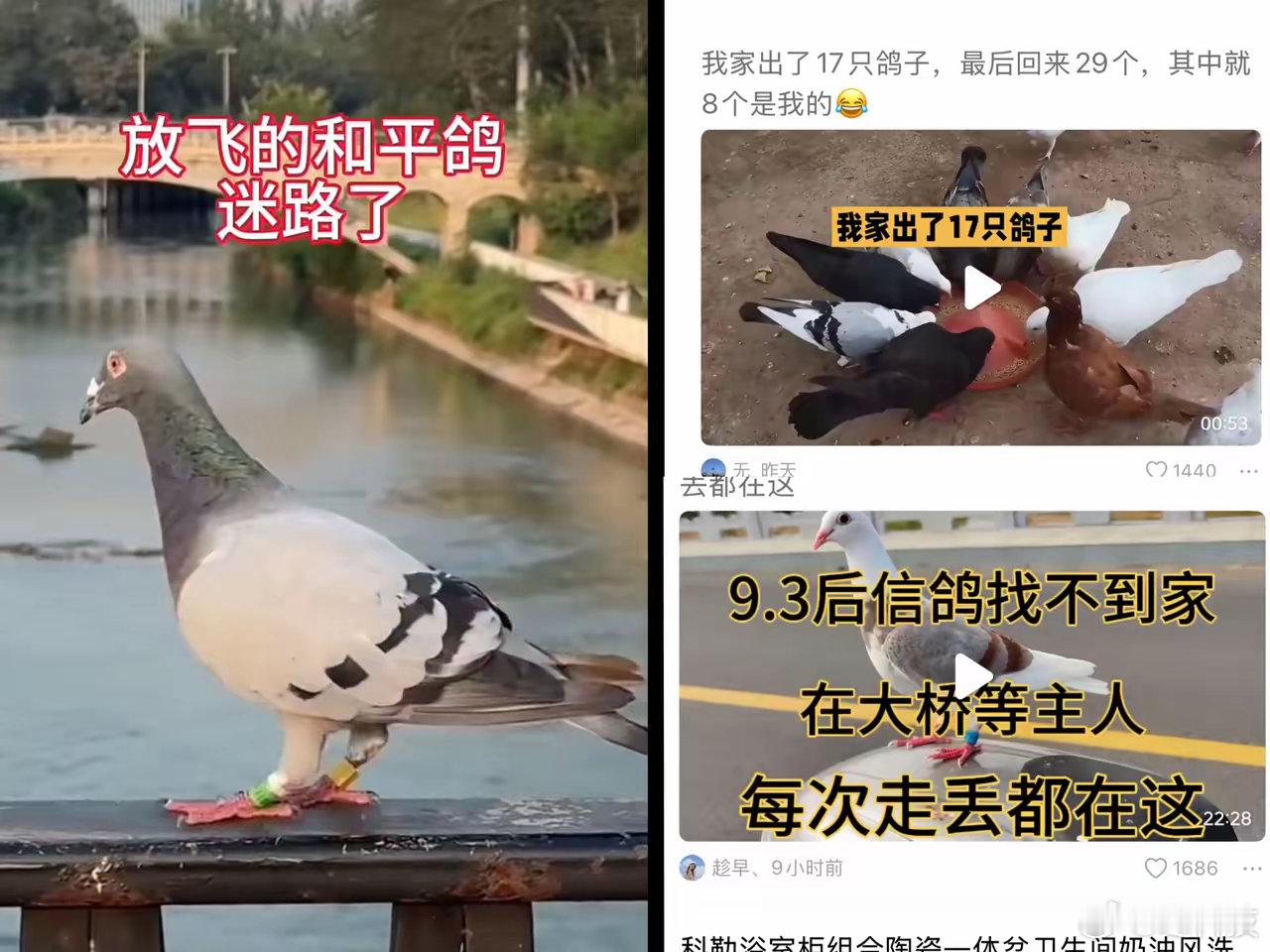 阅兵上放飞的8万只鸽子，每一只都有15元的补助，，但并不是每一只都可以安全回家，