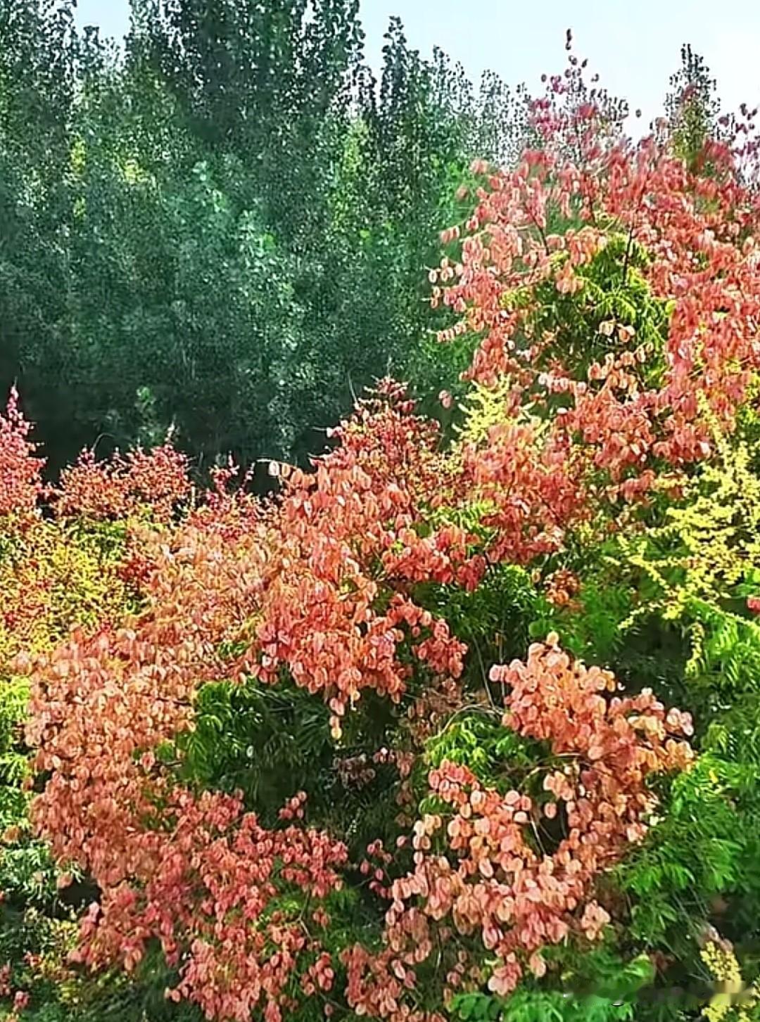 氛围感拉满！胶州这条栾树大道进入盛花期。
秋风送爽，胶州栾树迎来盛花期！道路两侧