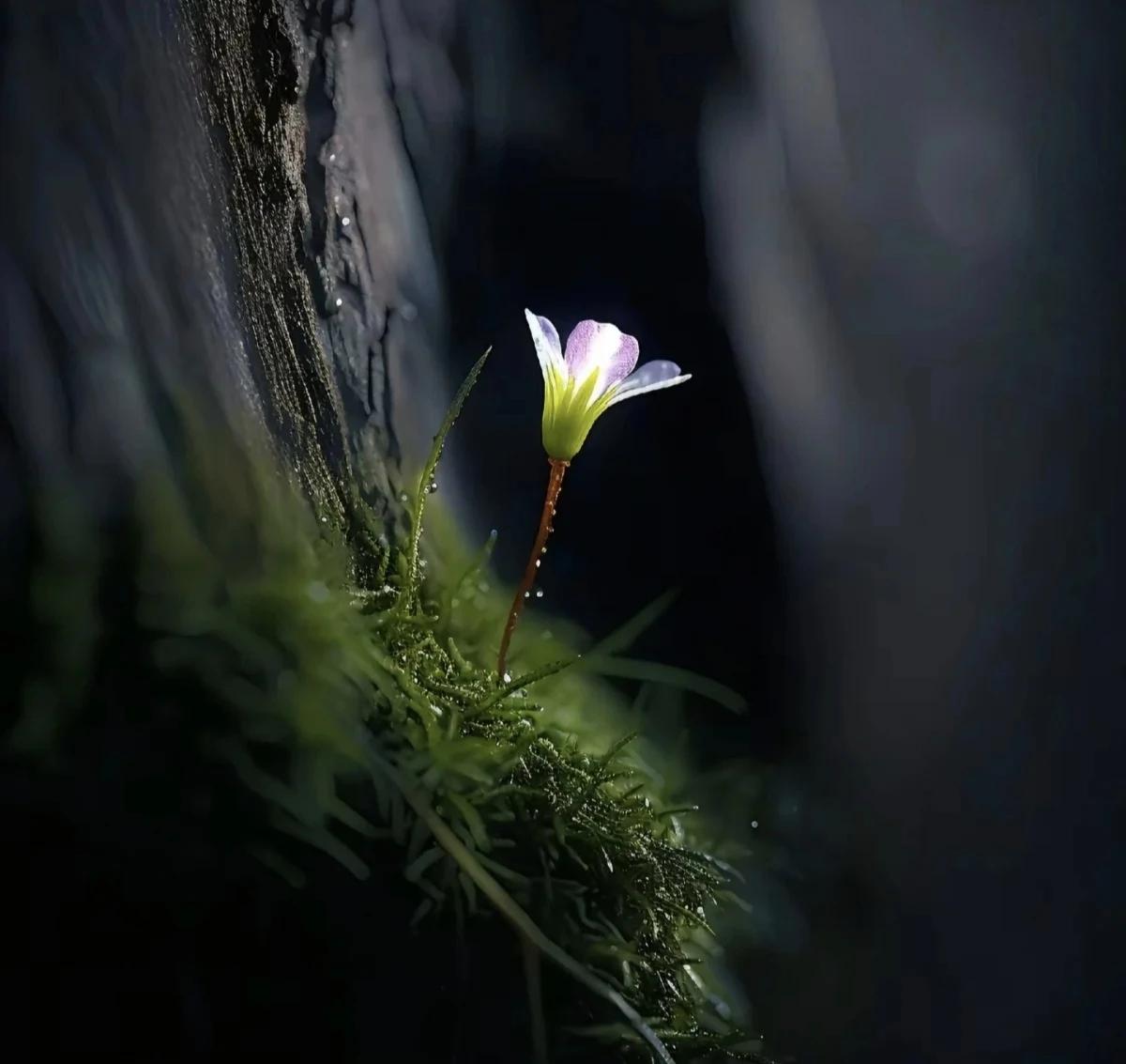 《苔藓》
檐滴有时落，竹声无古今。
垂帘听渐倦，旧雨复来侵。
万点空阶碎，一灯花