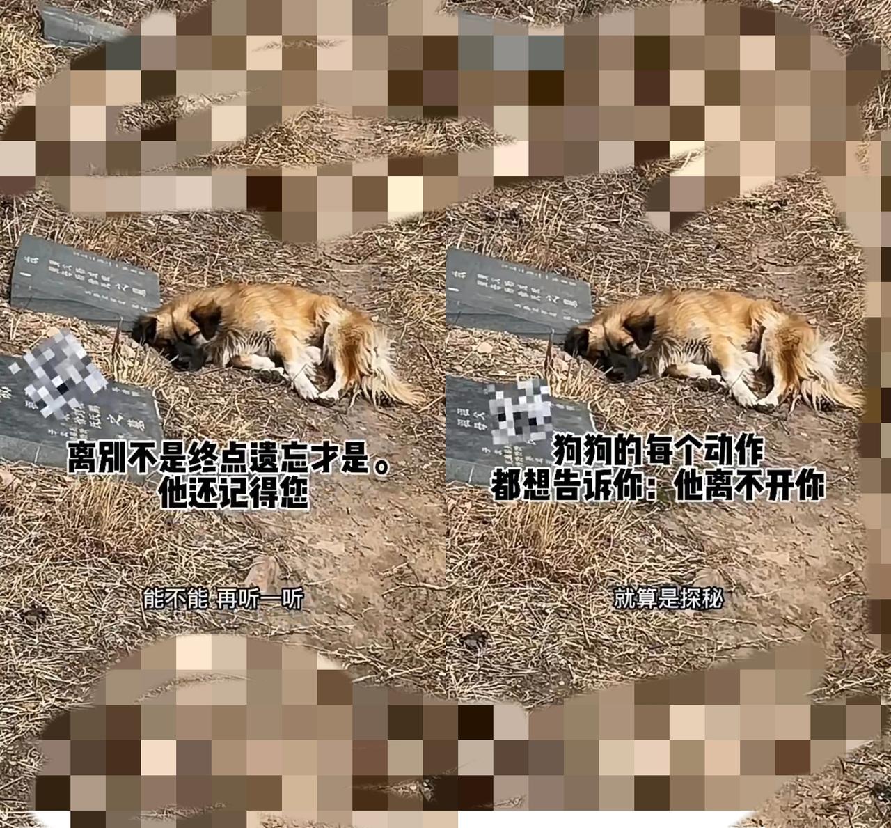 谁能想到，一只只想蹭口热饭的小流浪狗，会以这样残忍的方式离开世界？
 
    