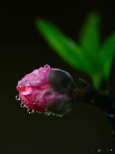 上联:雨润红桃艳，
下联:风吹绿柳柔。
上联:仄仄平平仄，
下联:平平仄仄平。