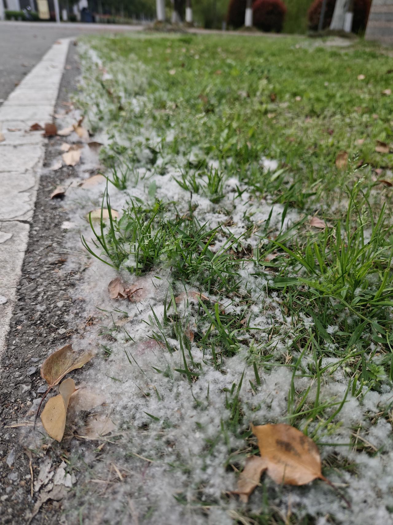 春日杨柳絮漫天飞舞，如雪似棉，轻扑人面。随风飘散，聚散无定，既是季节的诗意，也带