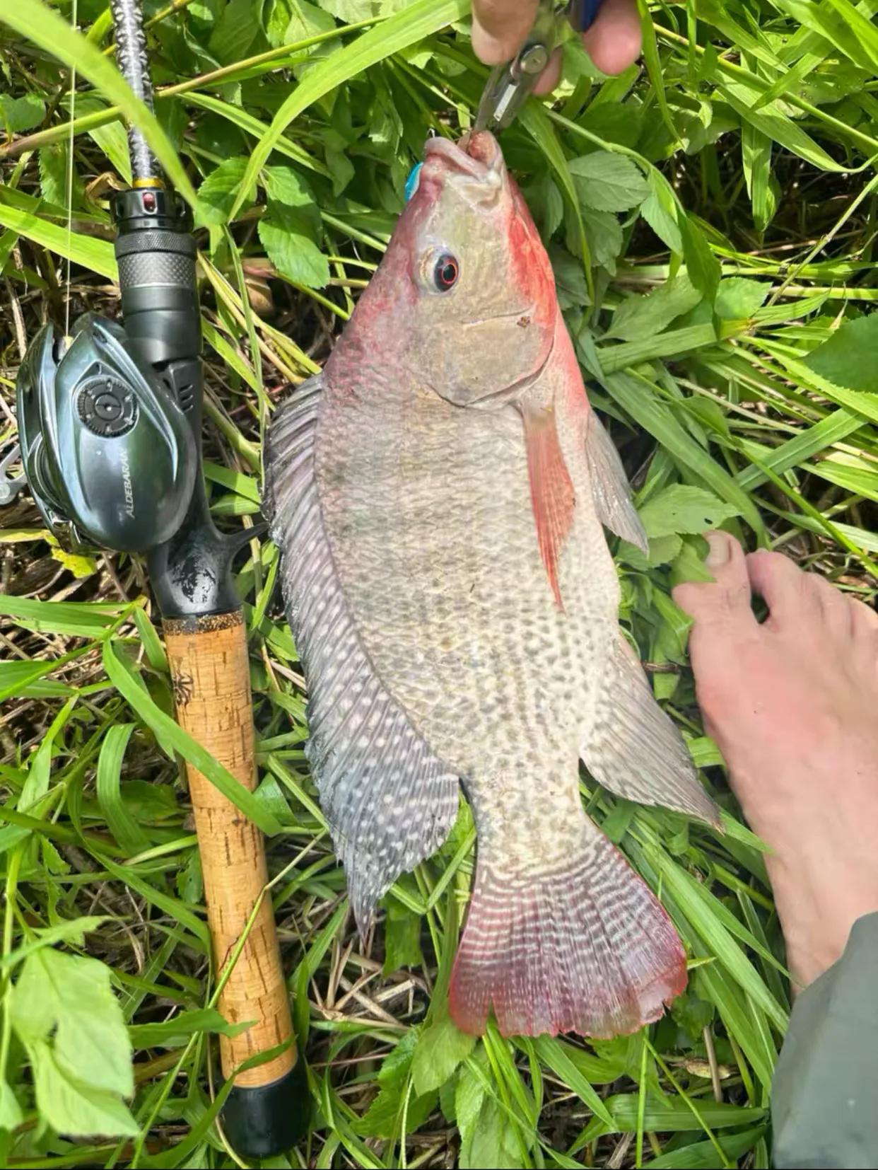 刚到河边钓鱼，没想到鞋子掉河里了，唉呀妈呀！