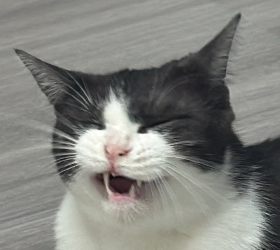 “笑得好开心呀”daily奶牛猫 （投稿：） 