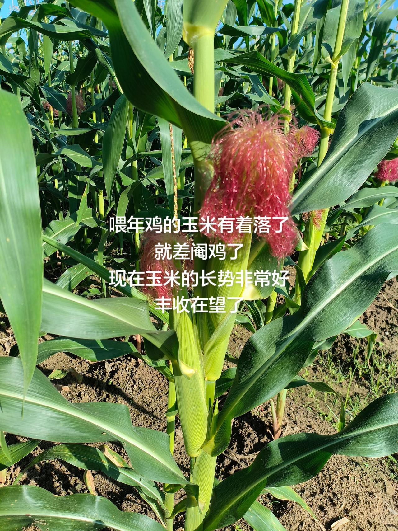 喂年鸡的玉米有着落了
就差阉鸡了
现在玉米的长势非常好
丰收在望了玉米 玉米丰收