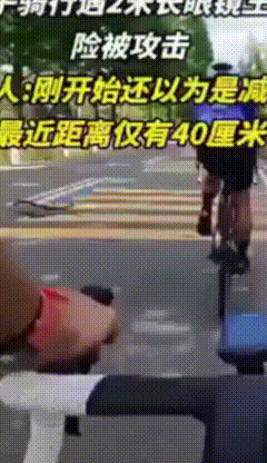 厦门夫妻上班偶遇2米眼镜王蛇，双方仅隔5米！专家：至少保持15米安全距离近日厦门