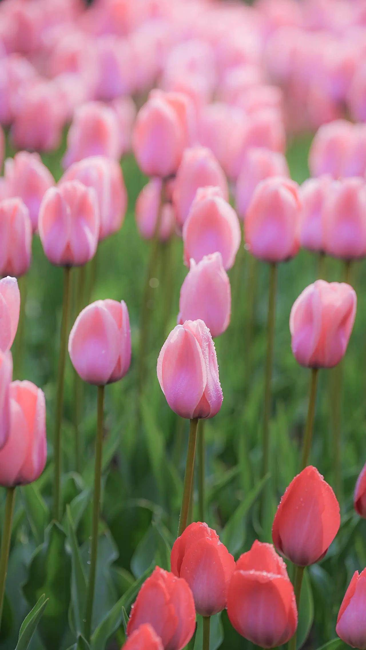 一场疫情让所有大学都关上了校门，如今你瞧瞧，有多少大学重新敞开了大门。疫情之前，