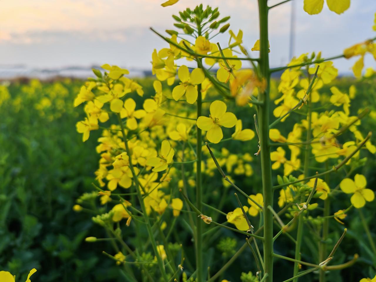 分享一下你随手拍下的照片