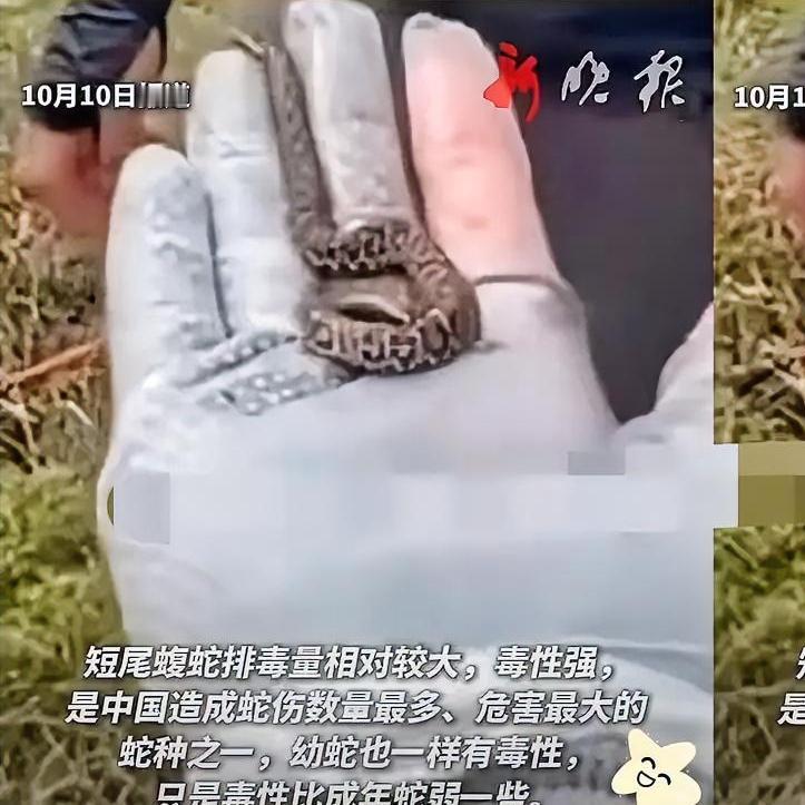 一男子登山时发现条“小蚯蚓”，觉得可爱便徒手抓起，全然不顾它张嘴欲咬。
 
结果