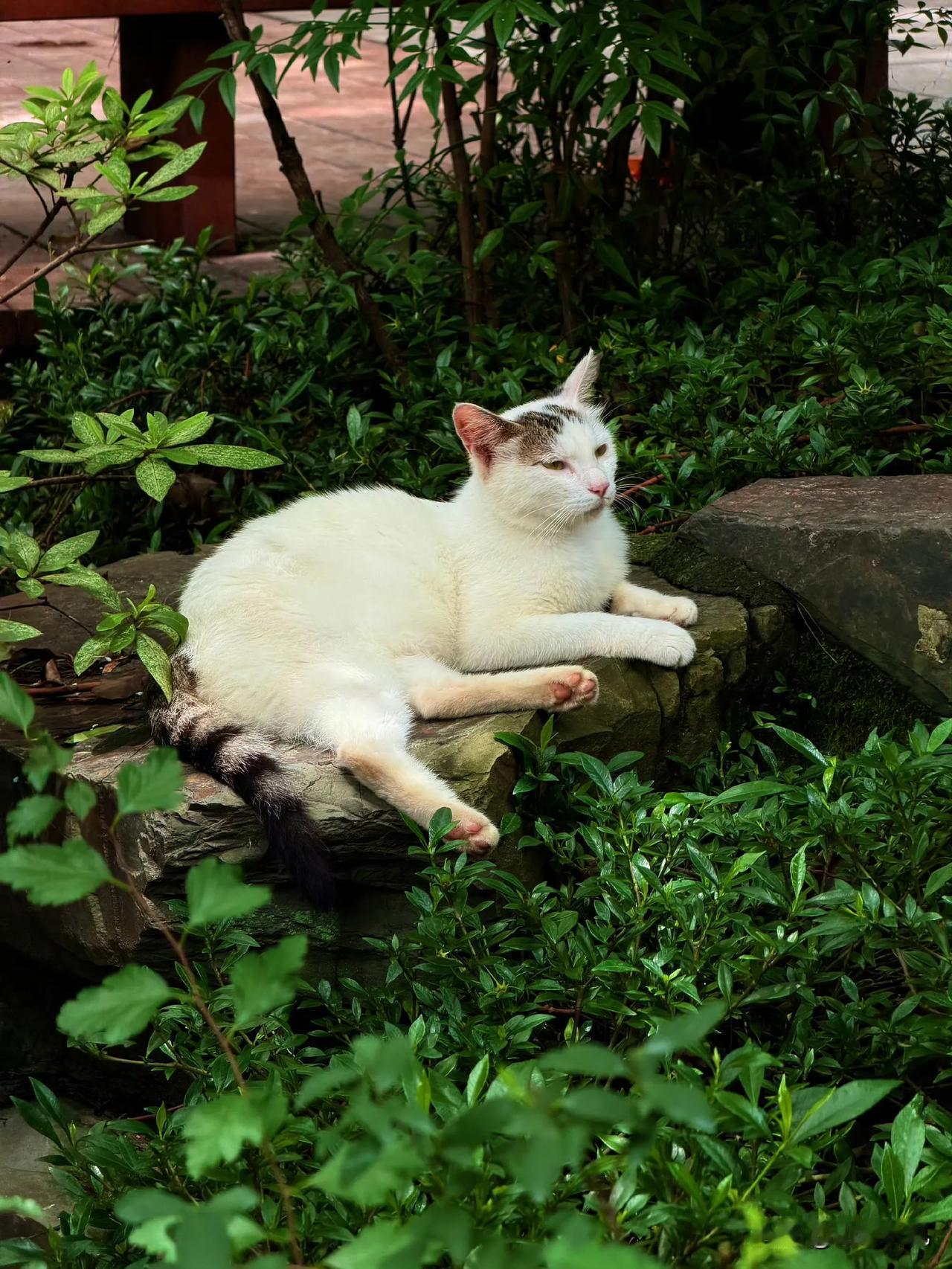 舒坦的猫咪