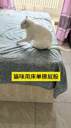 哎呀！刷到这个视频还真挺有意思的。我虽然不养猫，但看着这小白猫上完厕所，直接蹦到