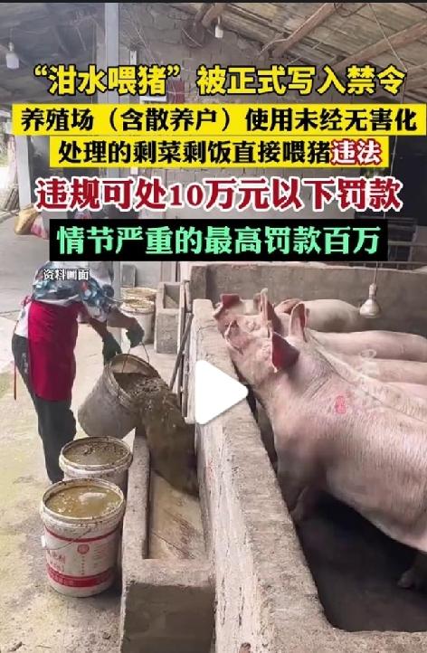 人能吃，猪为什么不能吃---新政策要求剩饭剩菜必须确保安全，才能喂猪！

有毒有