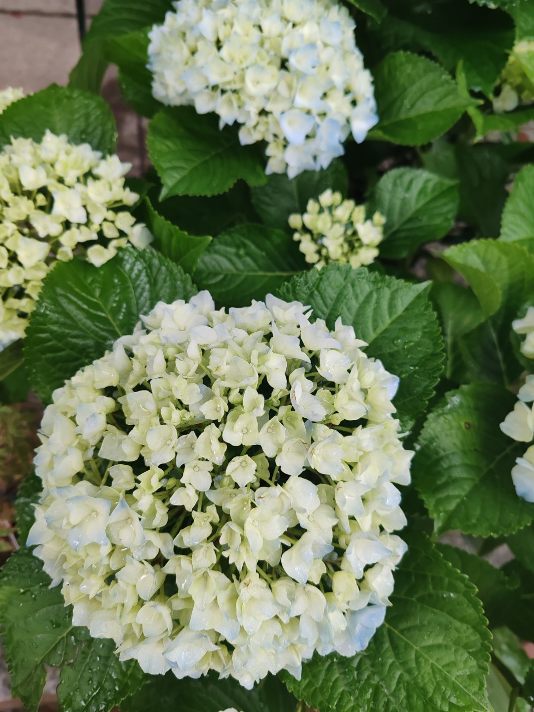 一起来了解下将门毒后两对cpCP名：棣孟 / 天经棣义关系：腹黑权谋世子 x 重