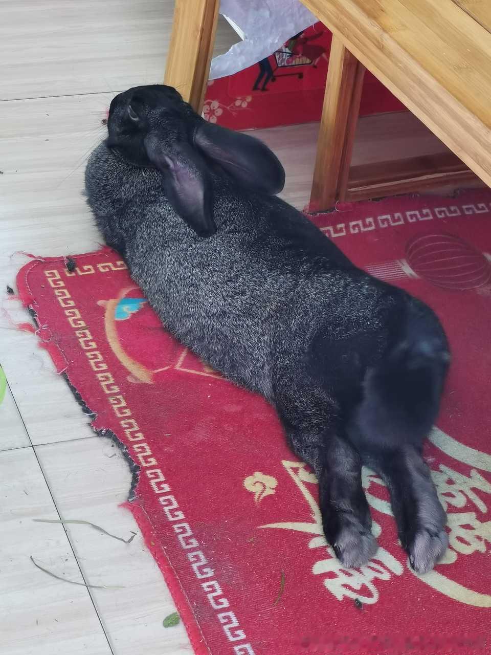 13660🐇【诚邀大家共赏】翘🍑 