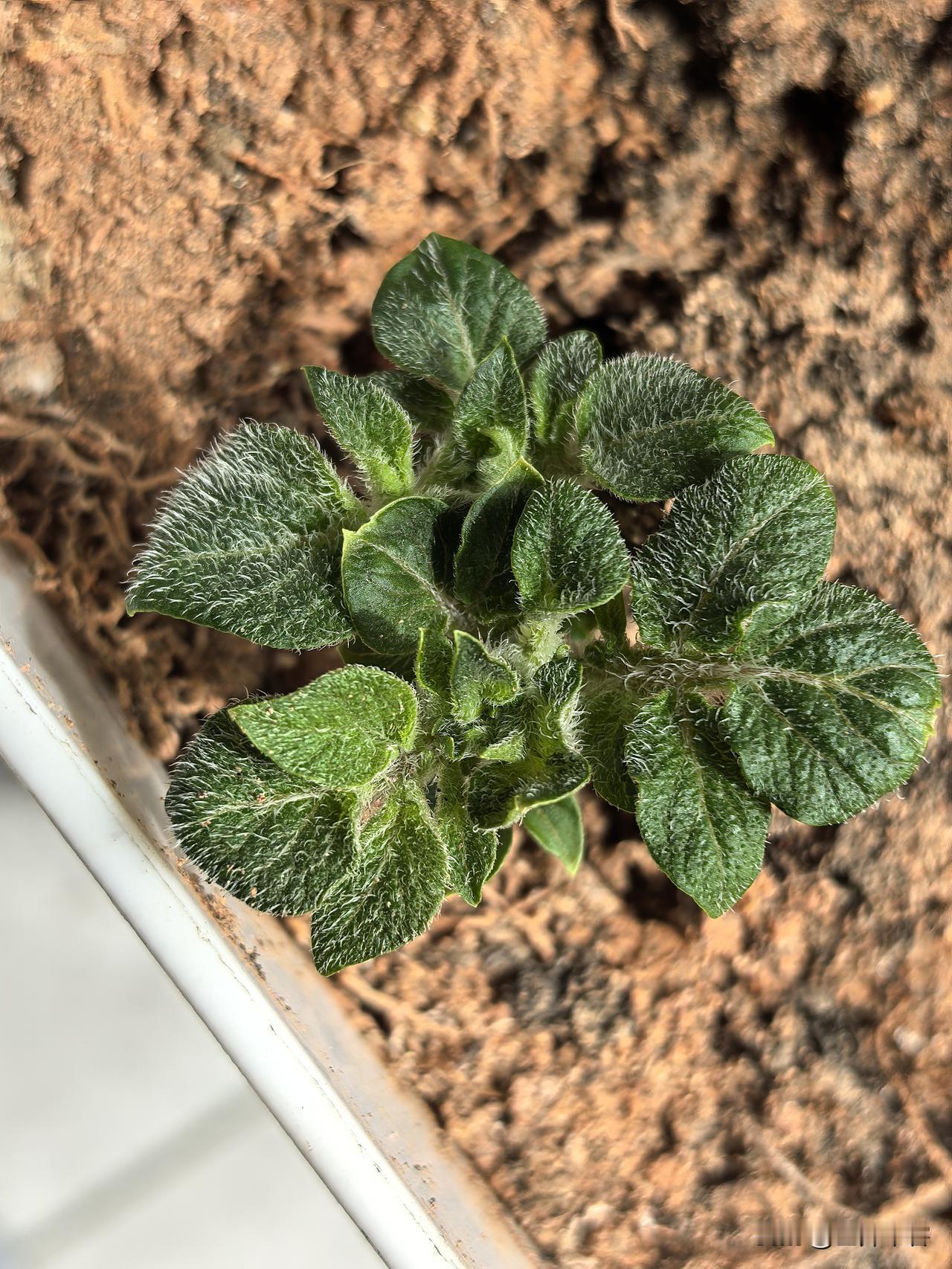 考一下大家，所有人都吃过，而且经常吃，现在我把吃剩下不能吃的栽到土里，它长出来了