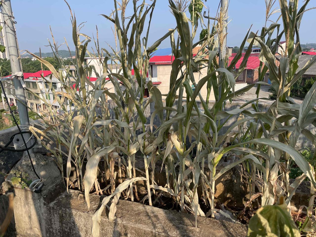 今天去菜园子，心都凉了半截。我种的菜全被晒成枯叶，这毒辣辣的太阳真是罪魁祸首！